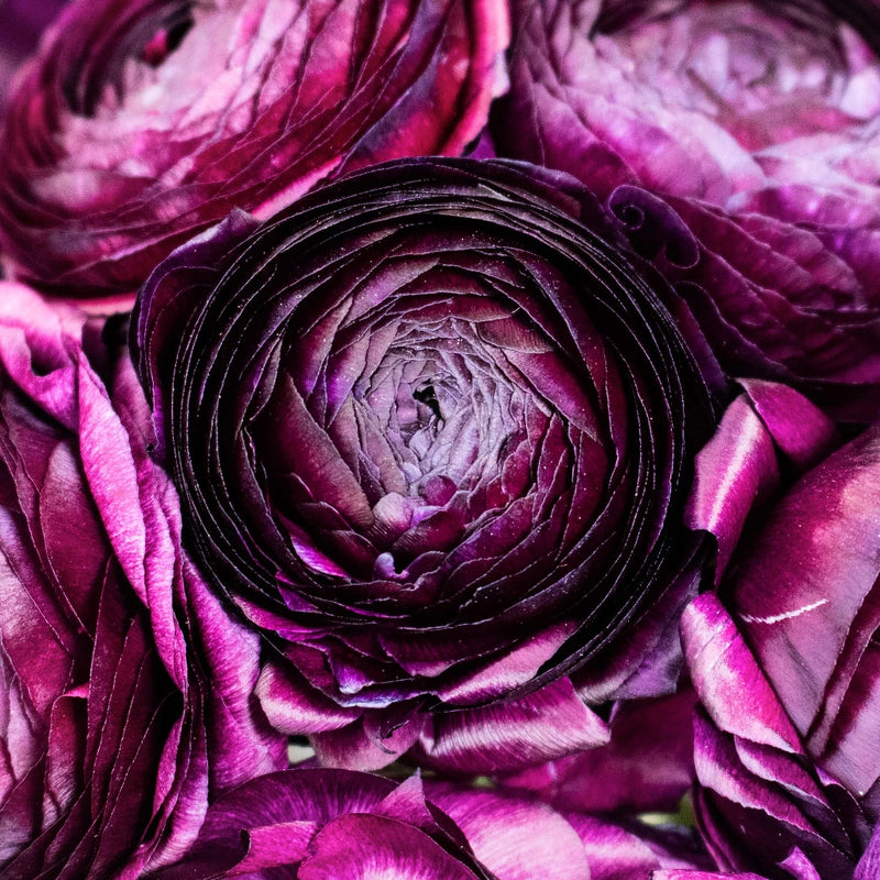 Violet Ranunculus Wholesale Flower Upclose