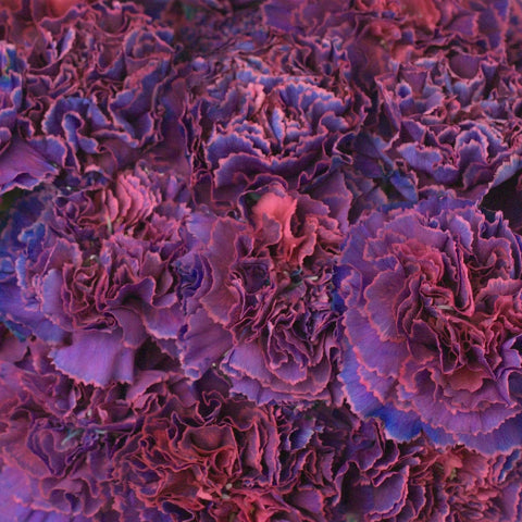 Vivacious Voilet Carnation Flower Close Up - Image