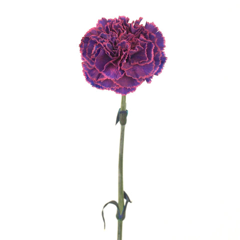 Vivacious Voilet Carnation Flower Stem - Image