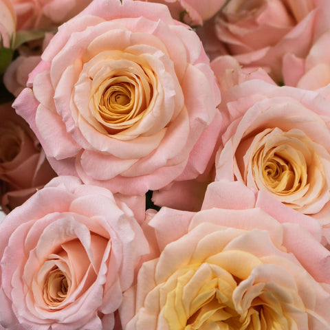 Peachy Keen Spray Garden Roses