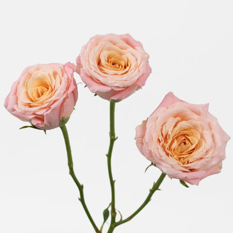 Peachy Keen Spray Garden Roses
