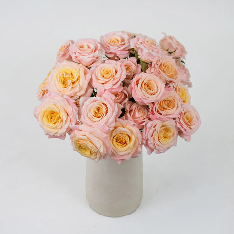 Peachy Keen Spray Garden Roses