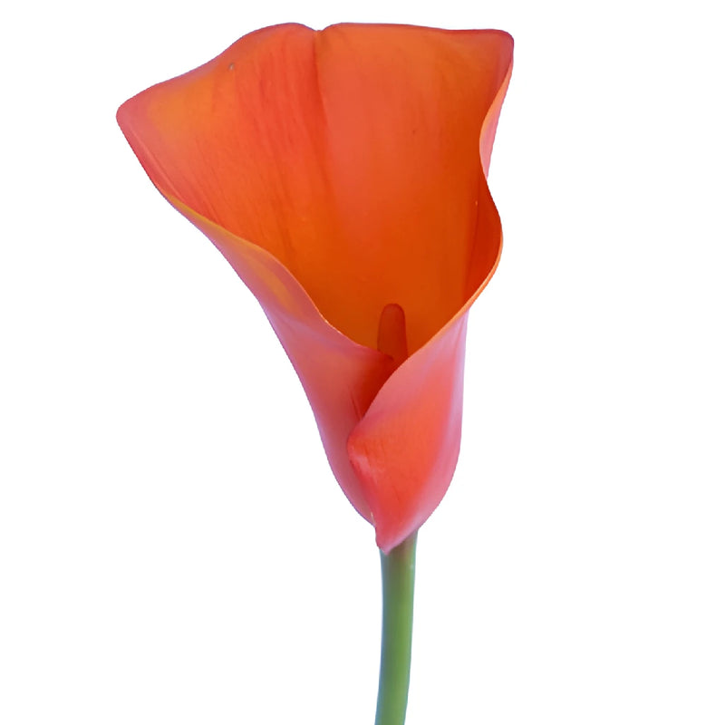 Mango Tinted Mini Calla Lily Flower