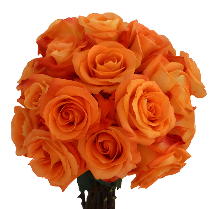 Voodoo Orange Rose