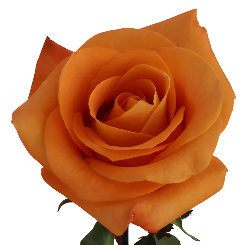 Voodoo Orange Rose