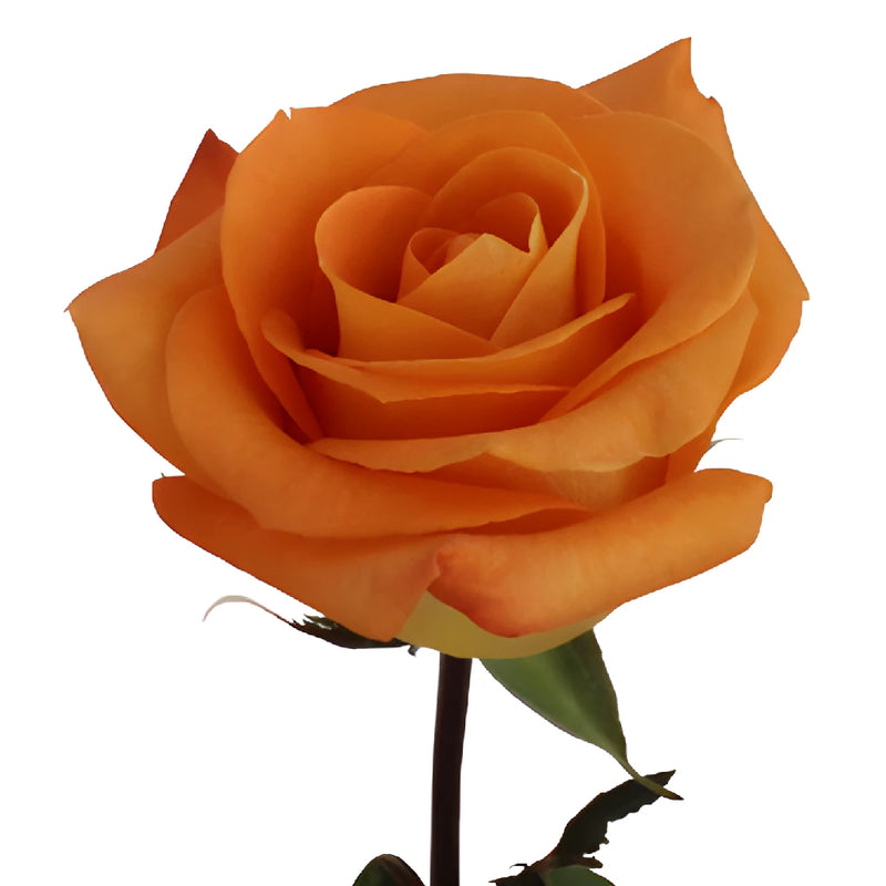 Voodoo Orange Rose