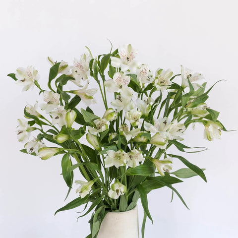 White Alstroemeria Fresh Flowers