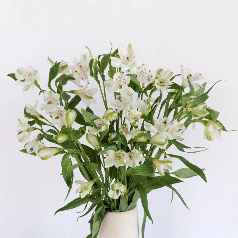 White Alstroemeria Fresh Flowers