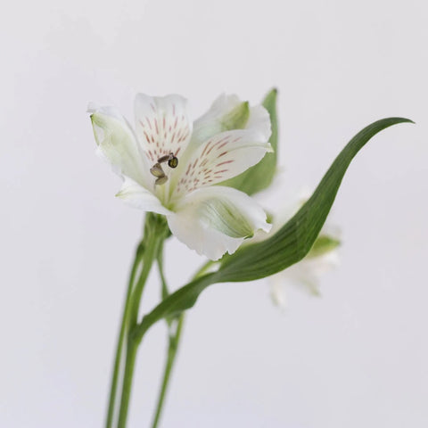White Alstroemeria Fresh Flowers