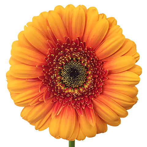 Spiced Orange Mini Gerbera Daisies