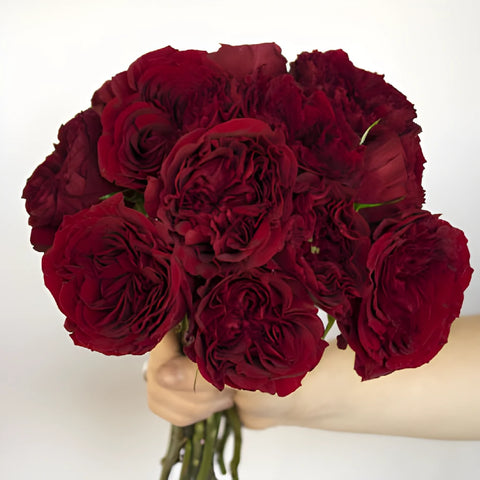 Buy Wholesale Mayra Red Garden Rose in Bulk - FiftyFlowers