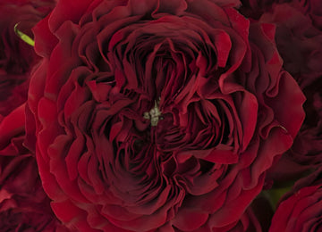 Walk of Fame Red Garden Roses up close