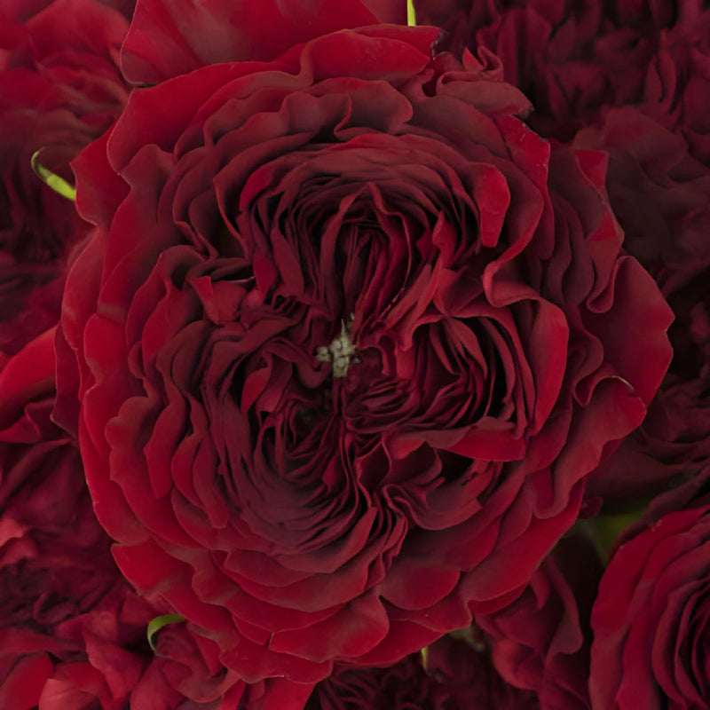 Walk of Fame Red Garden Roses up close