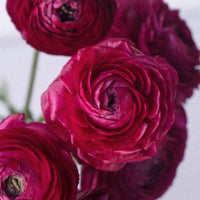 Watermelon Pink Ranunculus Flower Close Up - Image