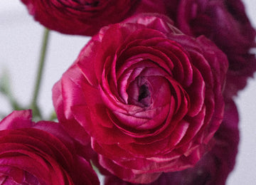 Watermelon Pink Ranunculus Flower Close Up - Image