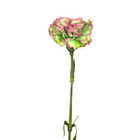 Watermelon Sugar Carnation Flower Stem - Image