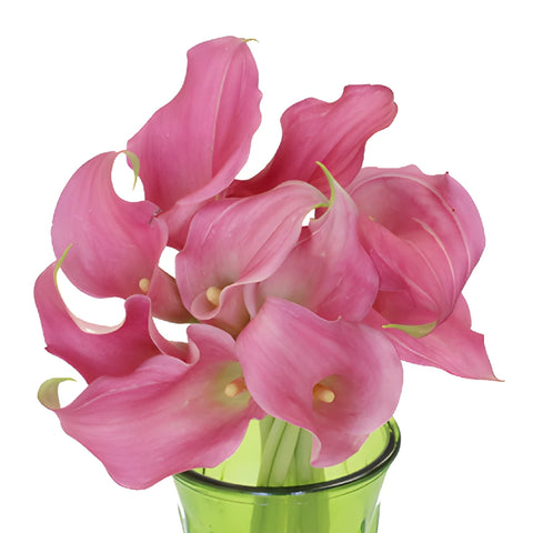 Watermelon Pink Mini Calla Lily Flower