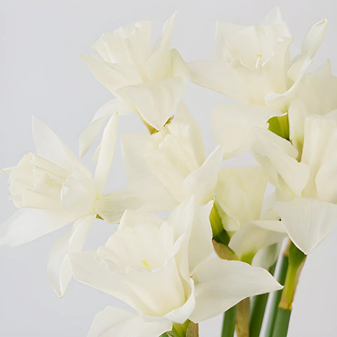 White Wedding Bells Daffodil Flower