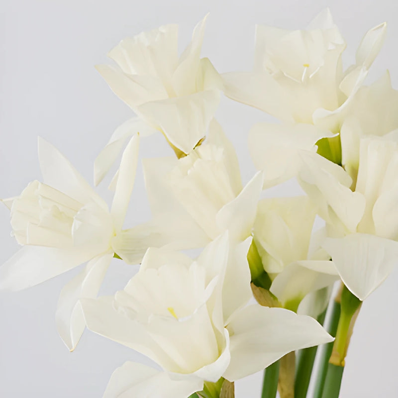 White Wedding Bells Daffodil Flower