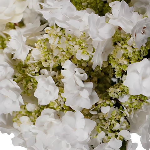 Wedding White Lace Cap Hydrangea Flower