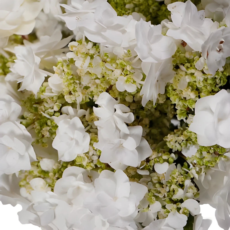 Wedding White Lace Cap Hydrangea Flower
