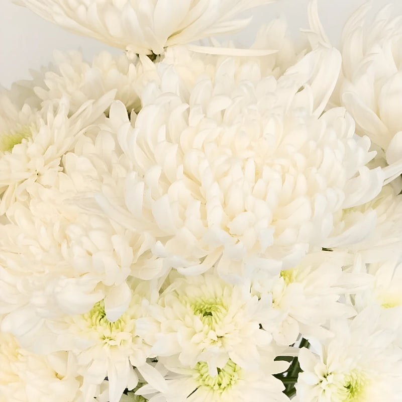 Wedding White Dahlia Style Cremon Pack Close Up - Image