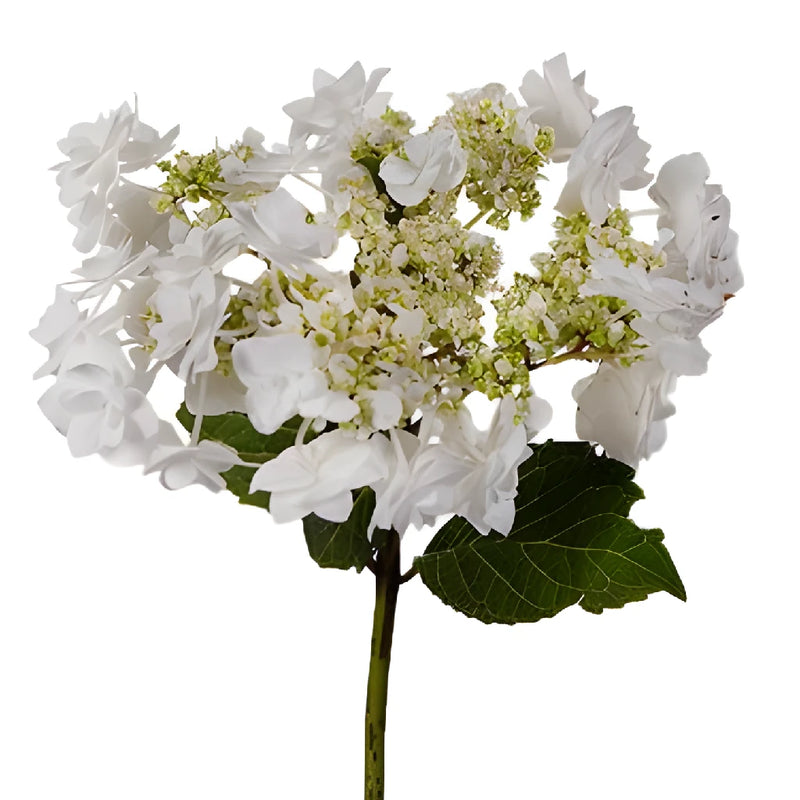 Wedding White Hydrangea Stem View