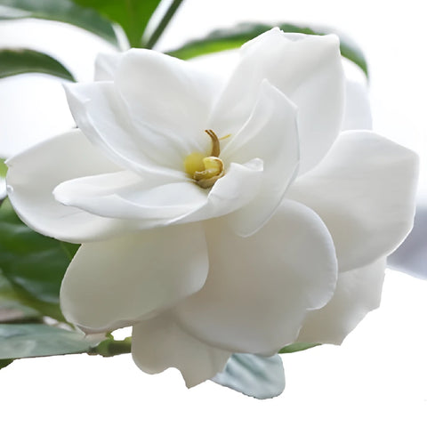 White Mini Gardenia Flower