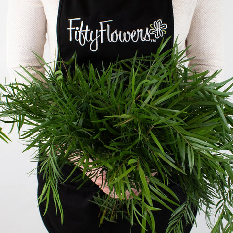 podocarpus indoor plant Buy Wholesale Weeping Podocarpus Greenery in Bulk