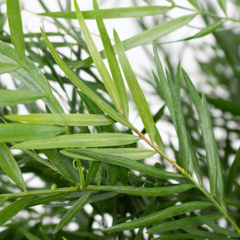 Weeping Podocarpus Greenery Up Close