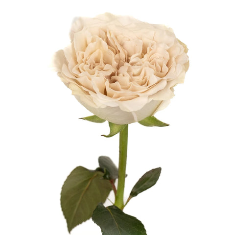 Westminister Abbey Stem - Image