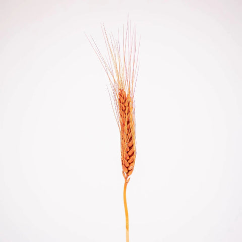 Brown Dried Wheat Grass