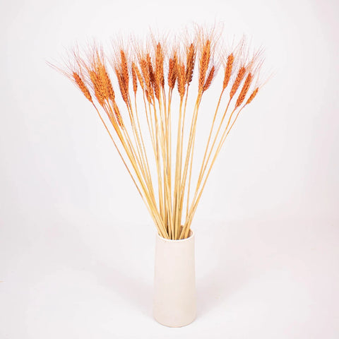 Brown Dried Wheat Grass