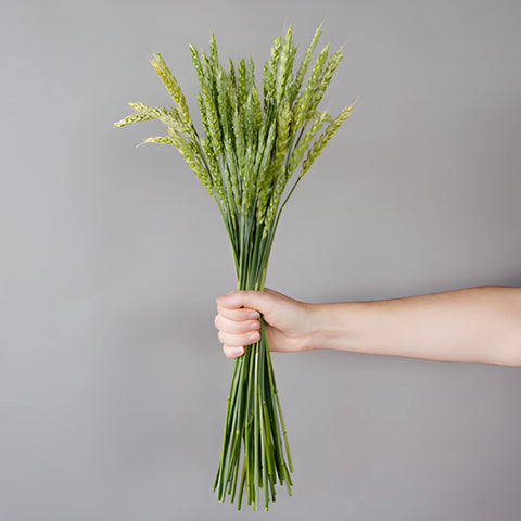 Fresh Pasta Wheat Greenery