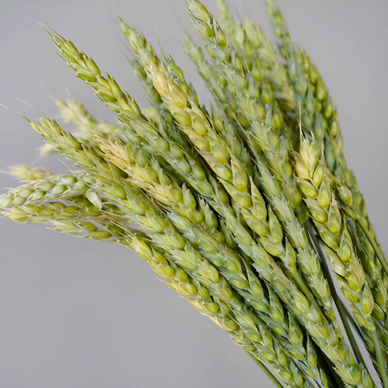Fresh Pasta Wheat Greenery