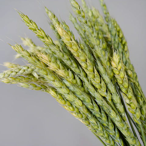 Fresh Pasta Wheat Greenery
