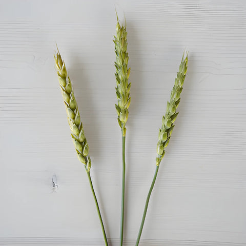 Fresh Pasta Wheat Greenery