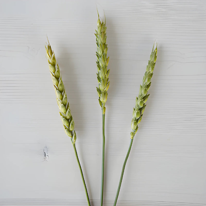 Fresh Pasta Wheat Greenery