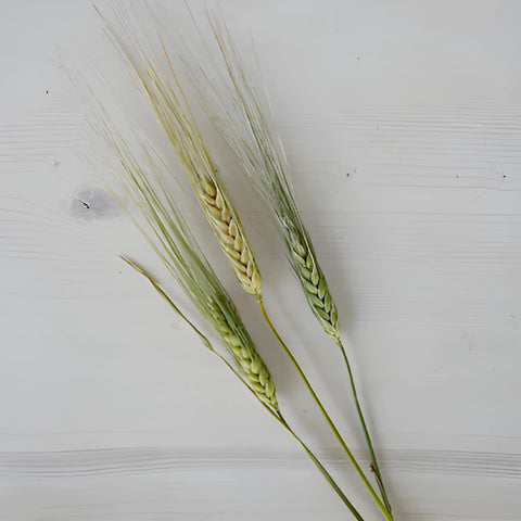Wedding greenery fresh wheat grass filler flowers sold near  me