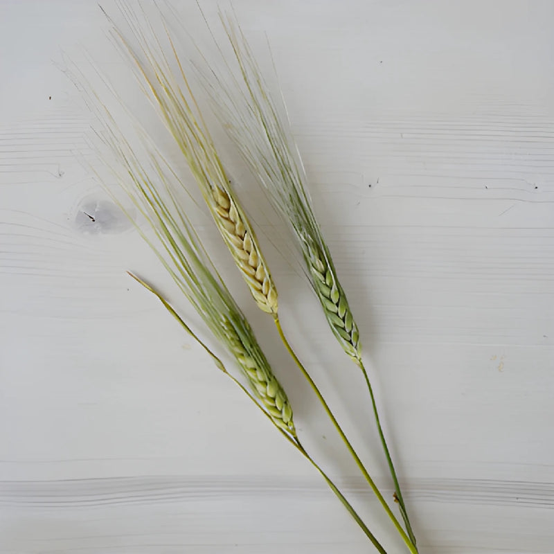 Wedding greenery fresh wheat grass filler flowers sold near  me