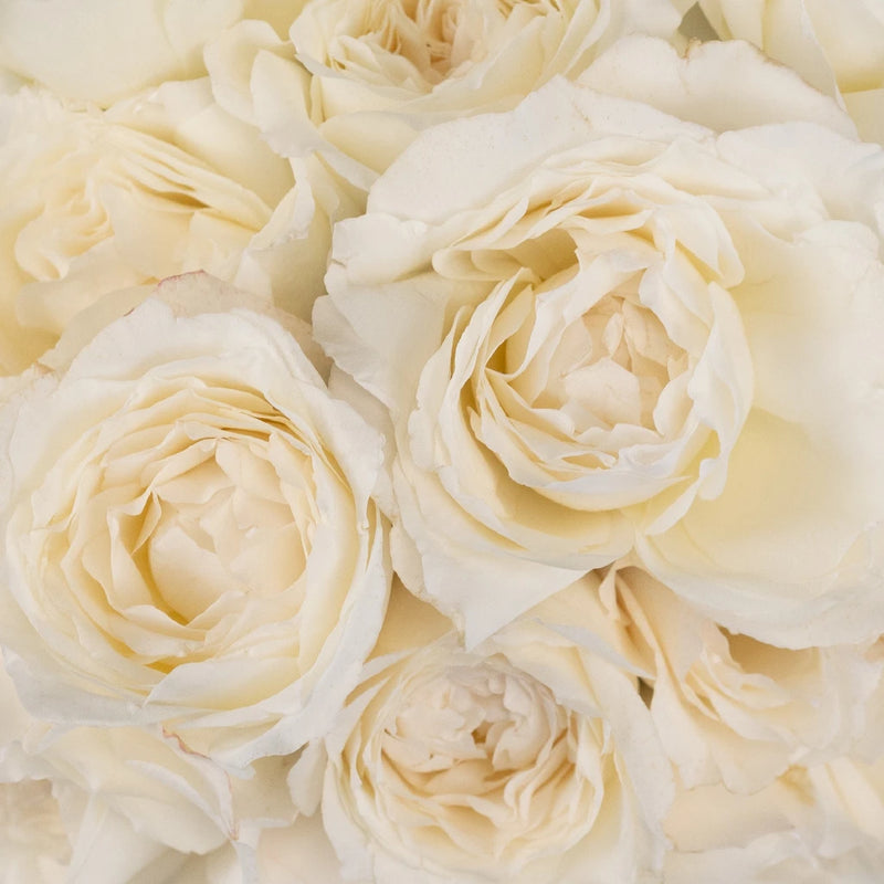 Whisper White Garden Rose Close Up - Image