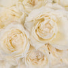 Whisper White Garden Rose