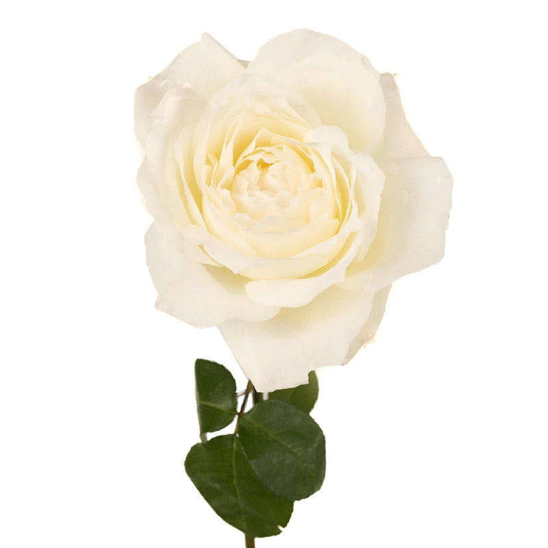 Whisper White Garden Rose Stem - Image