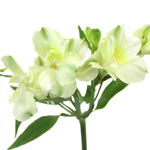 White Alstrecia alstroemeria Wholesale Flower Stem
