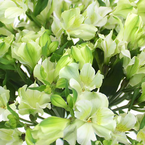White Alstrecia alstroemeria Wholesale Flower Upclose