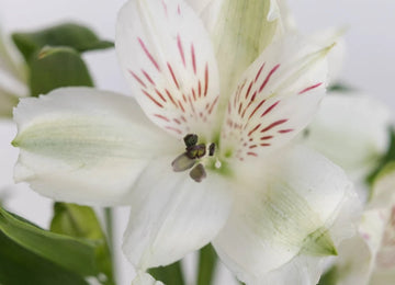 White Alstroemeria Fresh Flower Close Up - Image