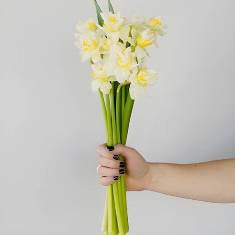Rays of Sunshine Daffodil Flowers