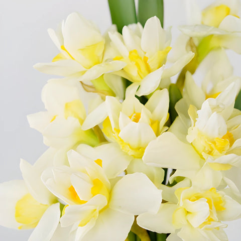 Rays of Sunshine Daffodil Flowers