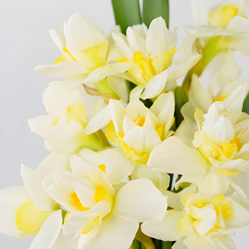 Rays of Sunshine Daffodil Flowers