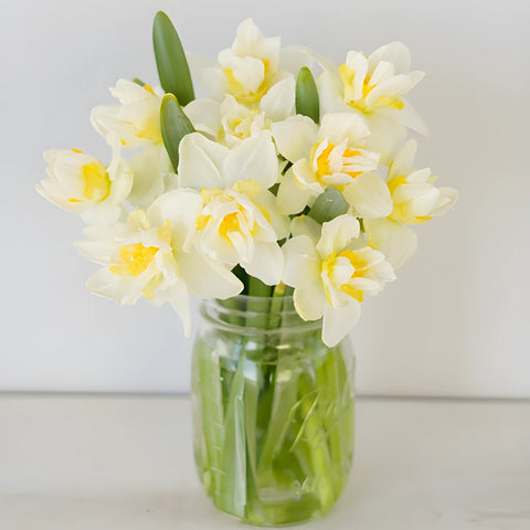 Rays of Sunshine Daffodil Flowers